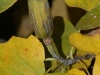 Tuliptree Fruit