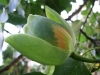 Tuliptree Bud Opening