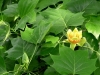 Tuliptree Bud and Blossom