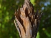 Ripe Tuliptree Fruits From a Single Flower