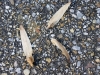 Tuliptree Winged Fruits (Samaras) From a Single Flower