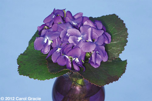 fig-5-viola_odorata_nosegay_0