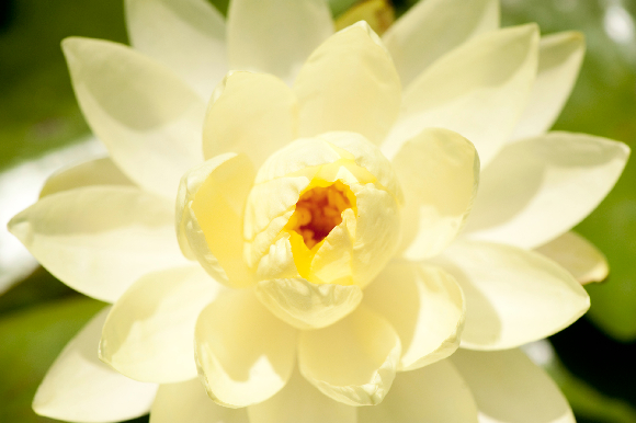 'Yellow Sensation'