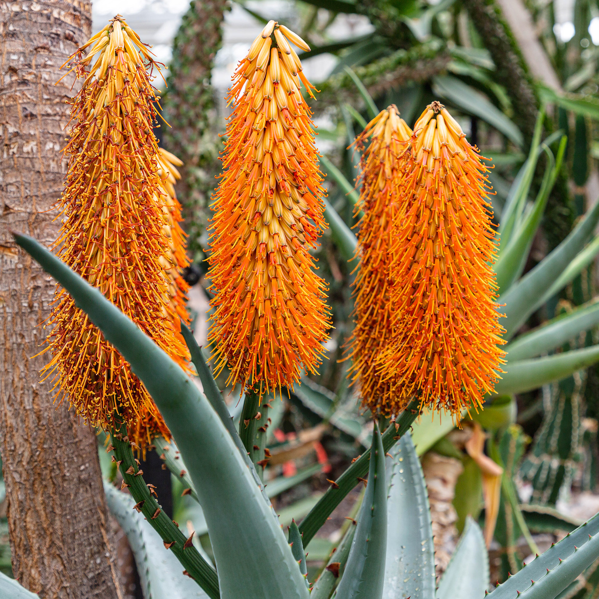<em>Aloe ferox</em>