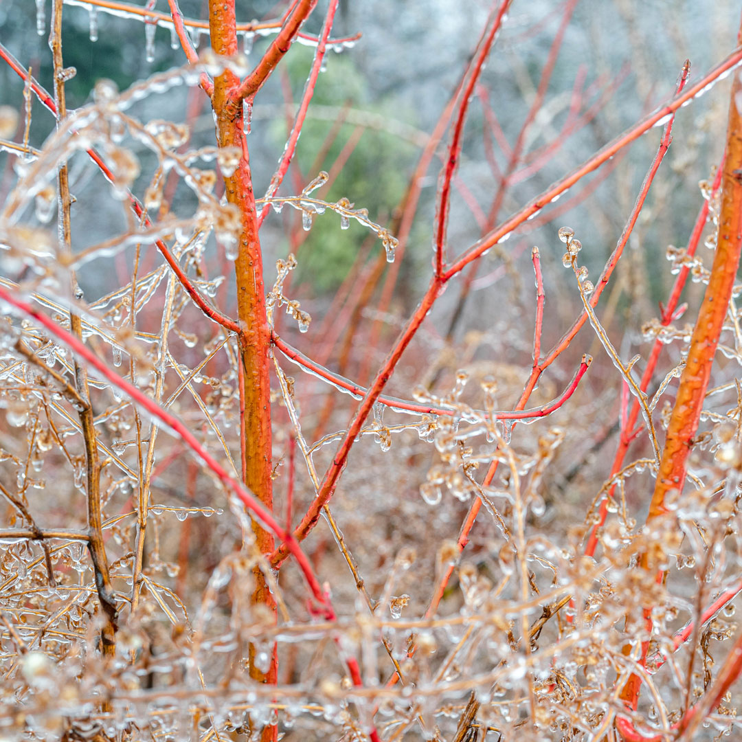<em>Cornus sericea</em> 'Cardinal'