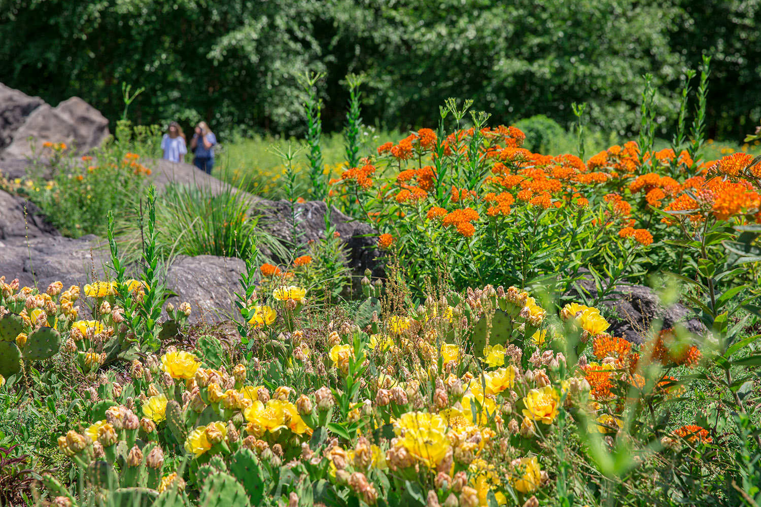 Plant Talk Inside The New York Botanical Garden