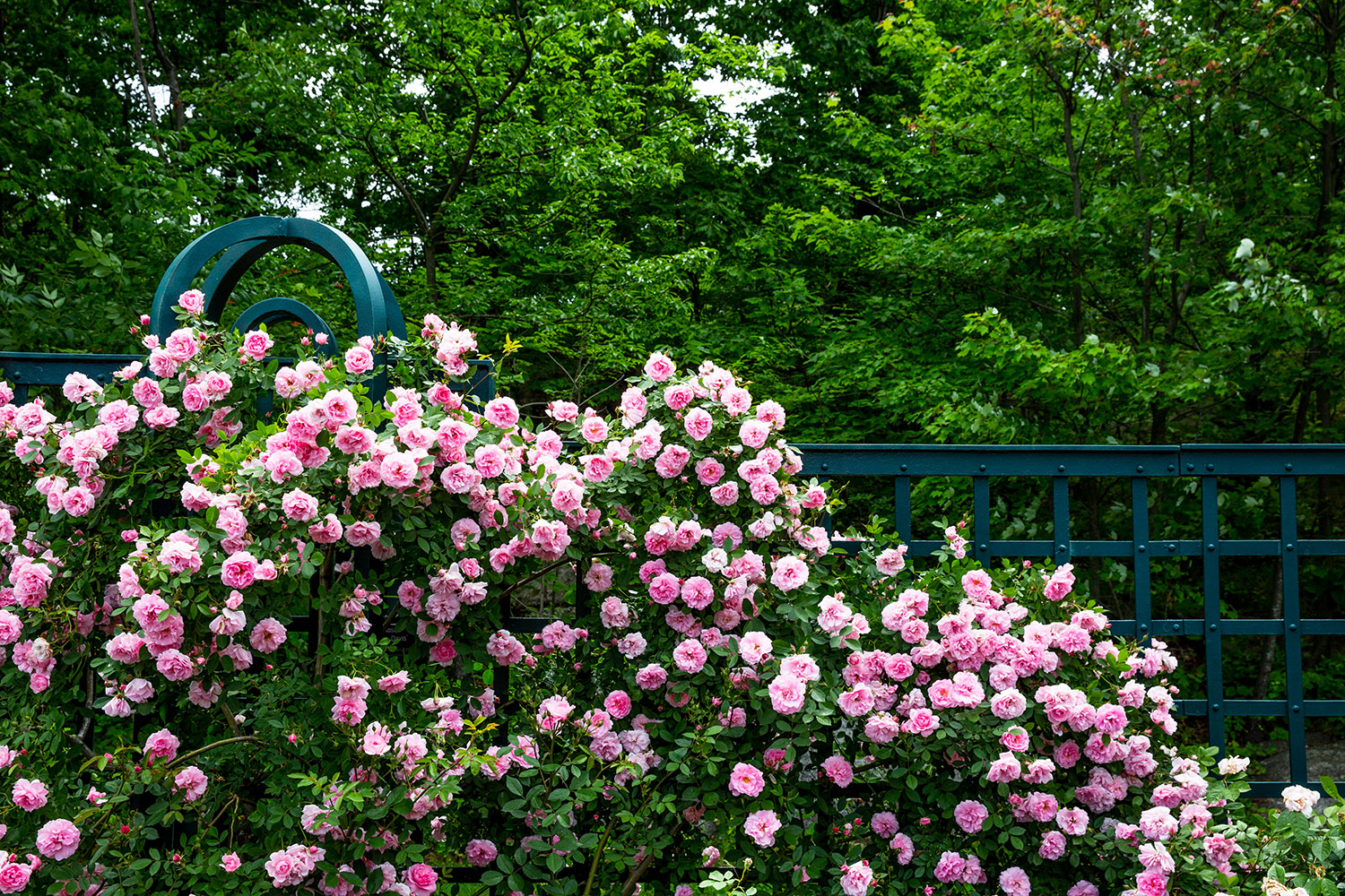 What's Beautiful Now: Rosy Afternoons - Plant Talk