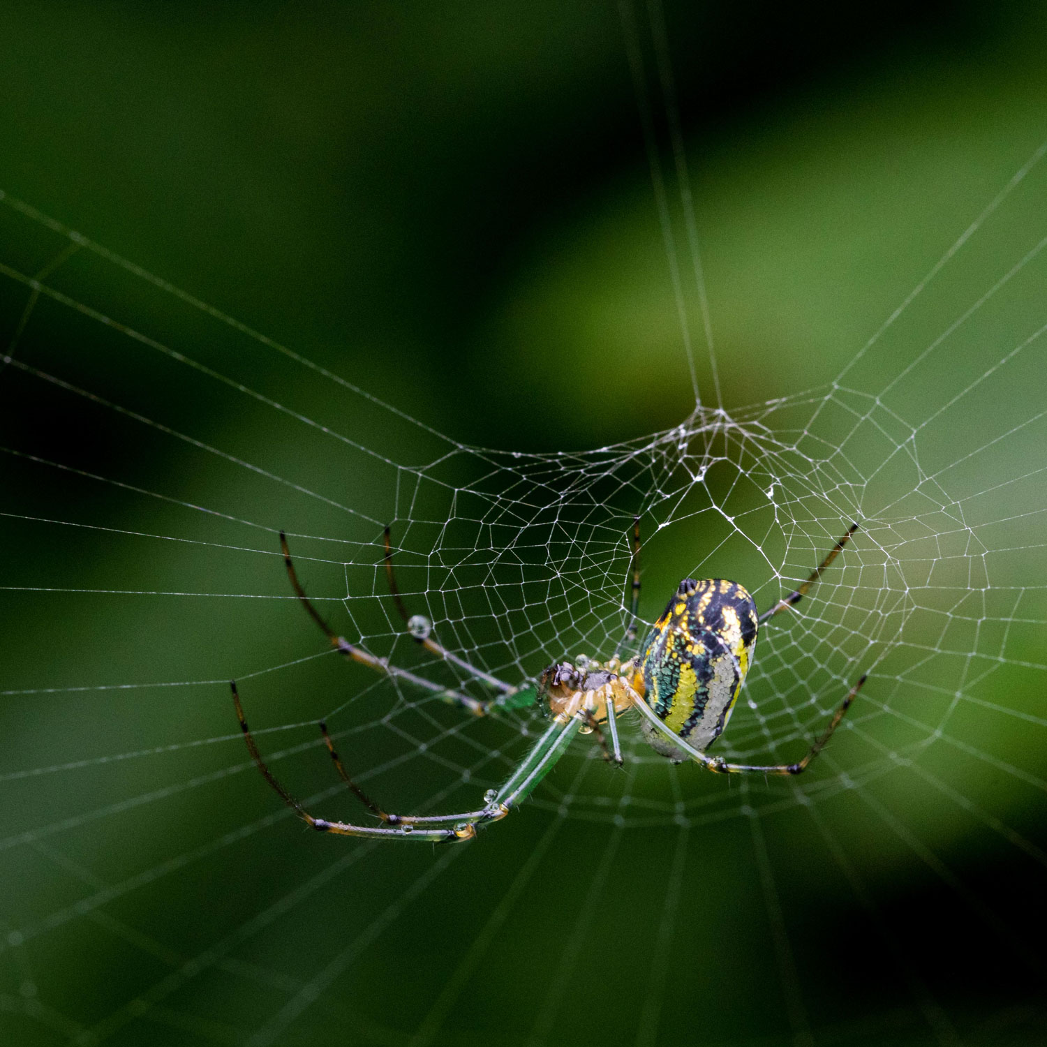 Orchard Spider