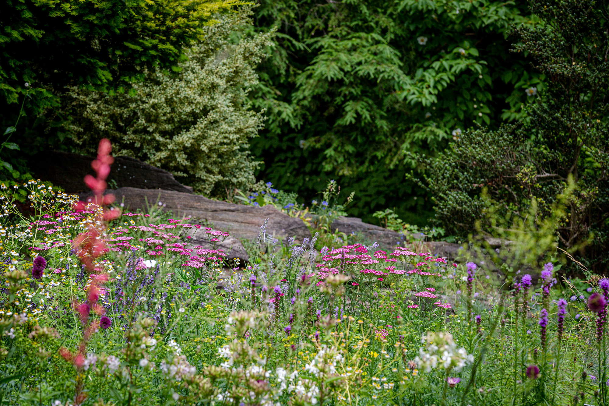 The Rock Garden