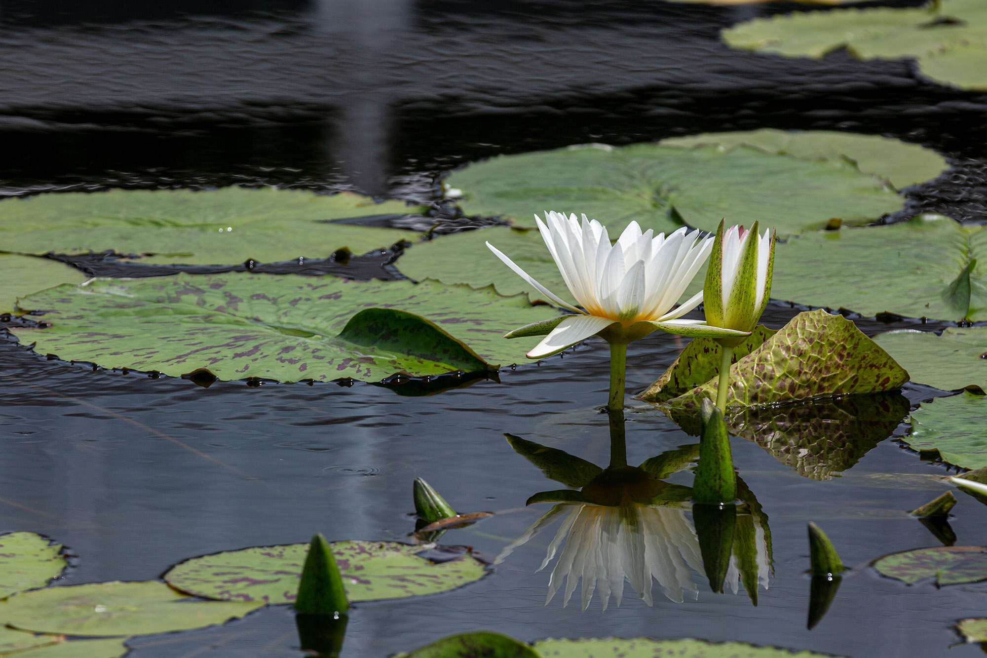 <em>Nymphaea</em> in the Conservatory Courtyard Pools