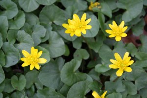 lesser-celandine-2-by-rob-naczi-4-09