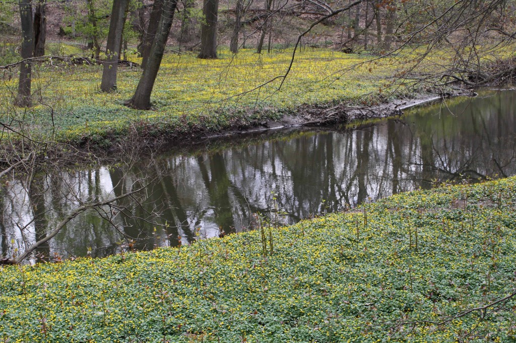 lesser-celandine-by-rob-naczi-4-09