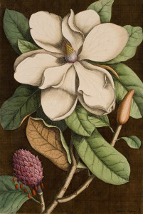 magnolia