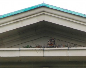 red-tailed-hawk-on-nest-by-wayt-4-13-09