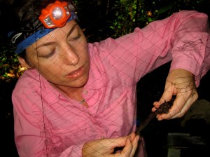 Doctoral candidate Cullen Geiselman carefully untangles a bat from a mist net used for capturing specimens for identification and study.  Photo by Patrick Chatelet