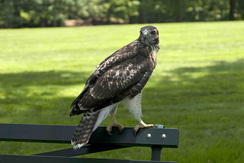 Red Tailed Hawk Babies Leave The Nest Plant Talk