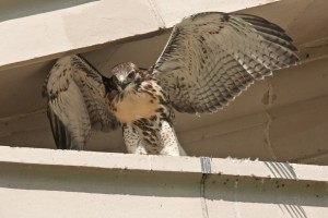 Waiting in the wings by Rich Fleisher