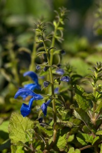 salvia