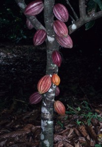 Chocolate pods fruits by Scott Mori 7-09