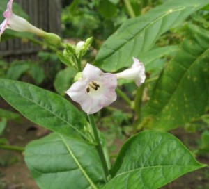 Nicotiana-tabacum