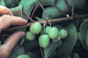 ACTINIDIA-HARDY KIWI FRUIT-100 dpi