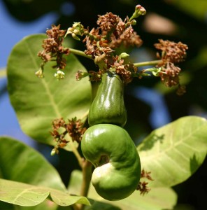 Anacardium_occidentale_youngFruit_Pell