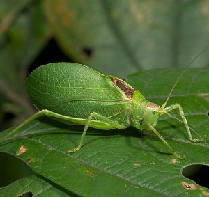 C2FS9001 male N True katydid