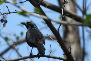 Grackle