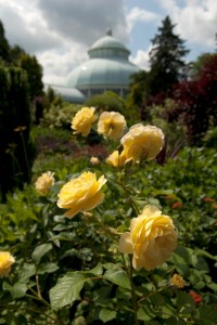 Rose-dome