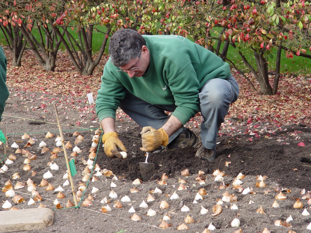 Tip of the Week Planting Bulbs Plant Talk