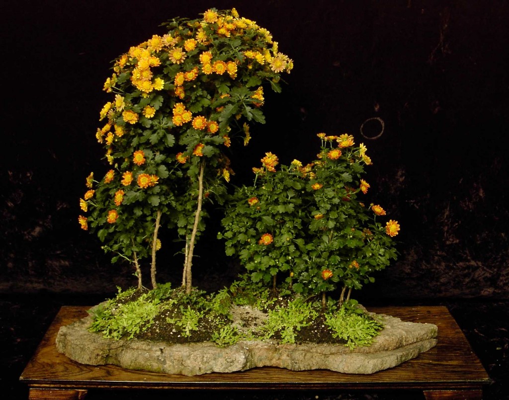 Create Your Own Chrysanthemum Bonsai with a Slab Planting Plant Talk