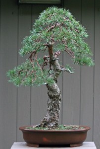 Scots pine