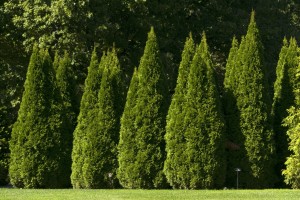 Thuja occidentalis 'Smaragd'