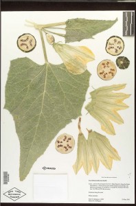 Herbarium