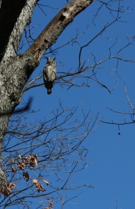 Great horned with moon rec'd 11-09 crop