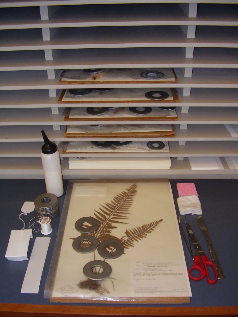 Herbarium Specimens Pressed for Posterity Plant Talk