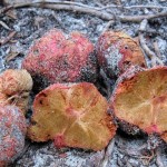 Orange truffle from Australia