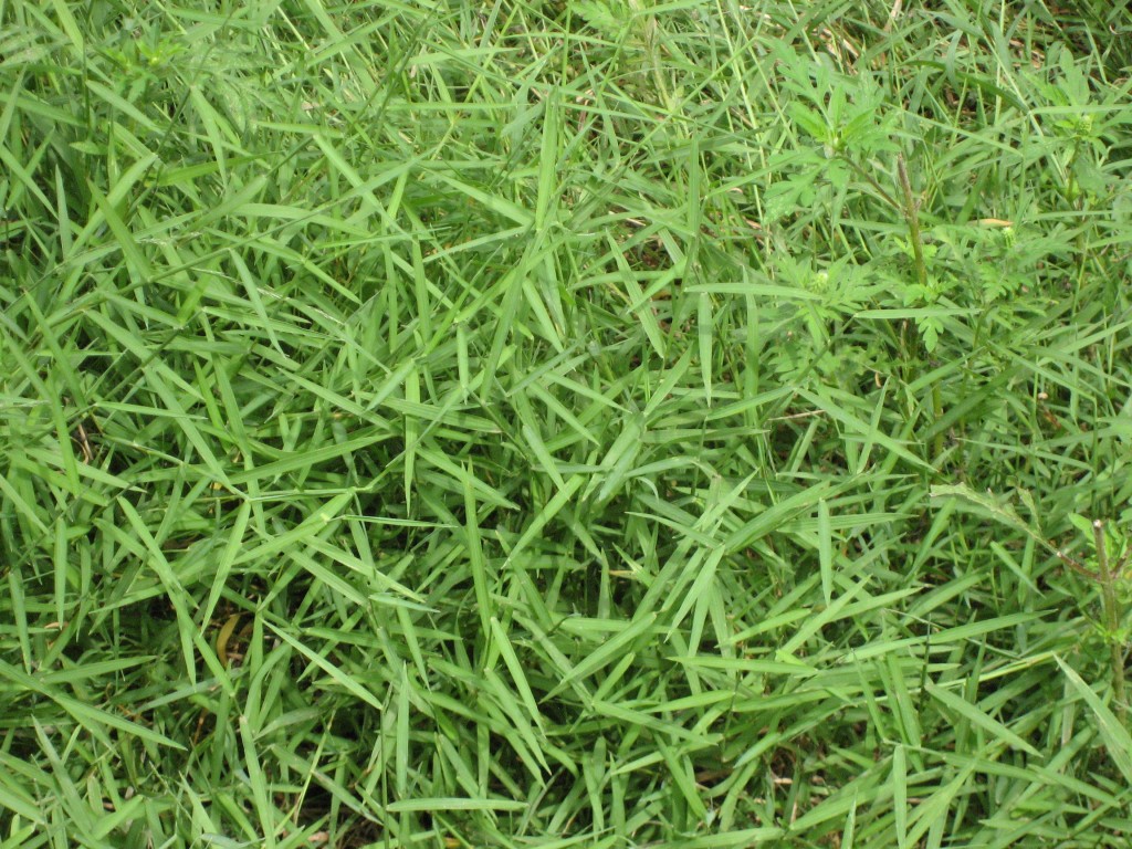 Japanese Stiltgrass in Garden