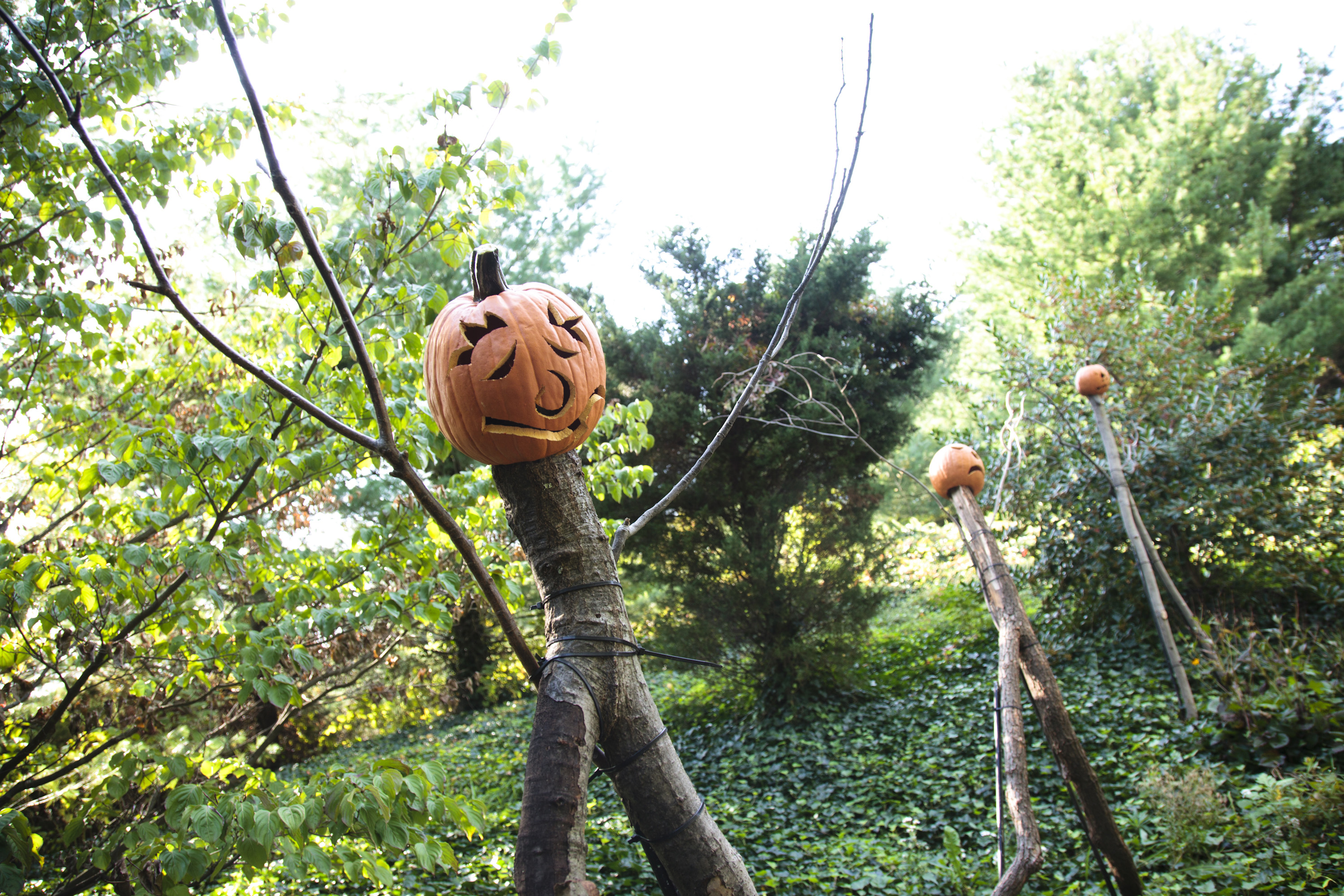 Halloween Hoorah For Kids Of All Ages Plant Talk