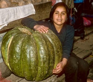 A typical large squash in Peru, weighing approximately 200 pounds. These have been around for at least hundreds of years.