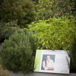 Mario Batalli's Edible Garden