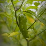 'Peperoncini' Hot Pepper