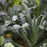 'Lacinato' Tuscan Black Kale