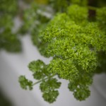 'Moss Curled' Early Parsley