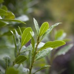 Bay Laurel aka Bay Leaves