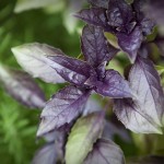 'Dark Opal' Basil