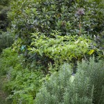 Mario Batali's garden in the Home Gardening Center at The New York Botanical Garden