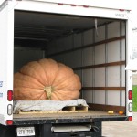 Giant Pumpkin