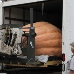 Giant Pumpkin