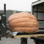 Giant Pumpkin